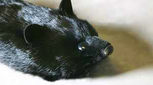 록키 라쿤 (검정)     Fox Spring Animal (Black)