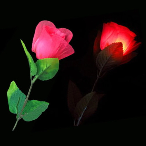 라이트 로즈 (불빛장미)      Light Rose