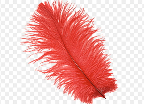 타조 깃털 (빨강색)    Ostrich feather (Red)