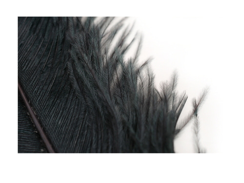 타조 깃털 (검정색)    Ostrich feather (black)