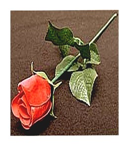 어피어링로즈 (미국) [해법제공]   Appearing Rose